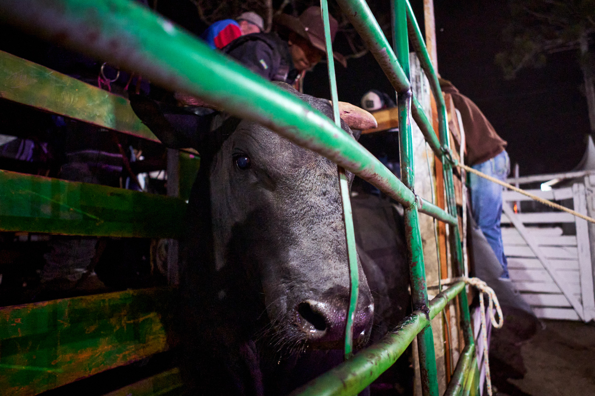 max-kandler-bull-riding-phtography-01